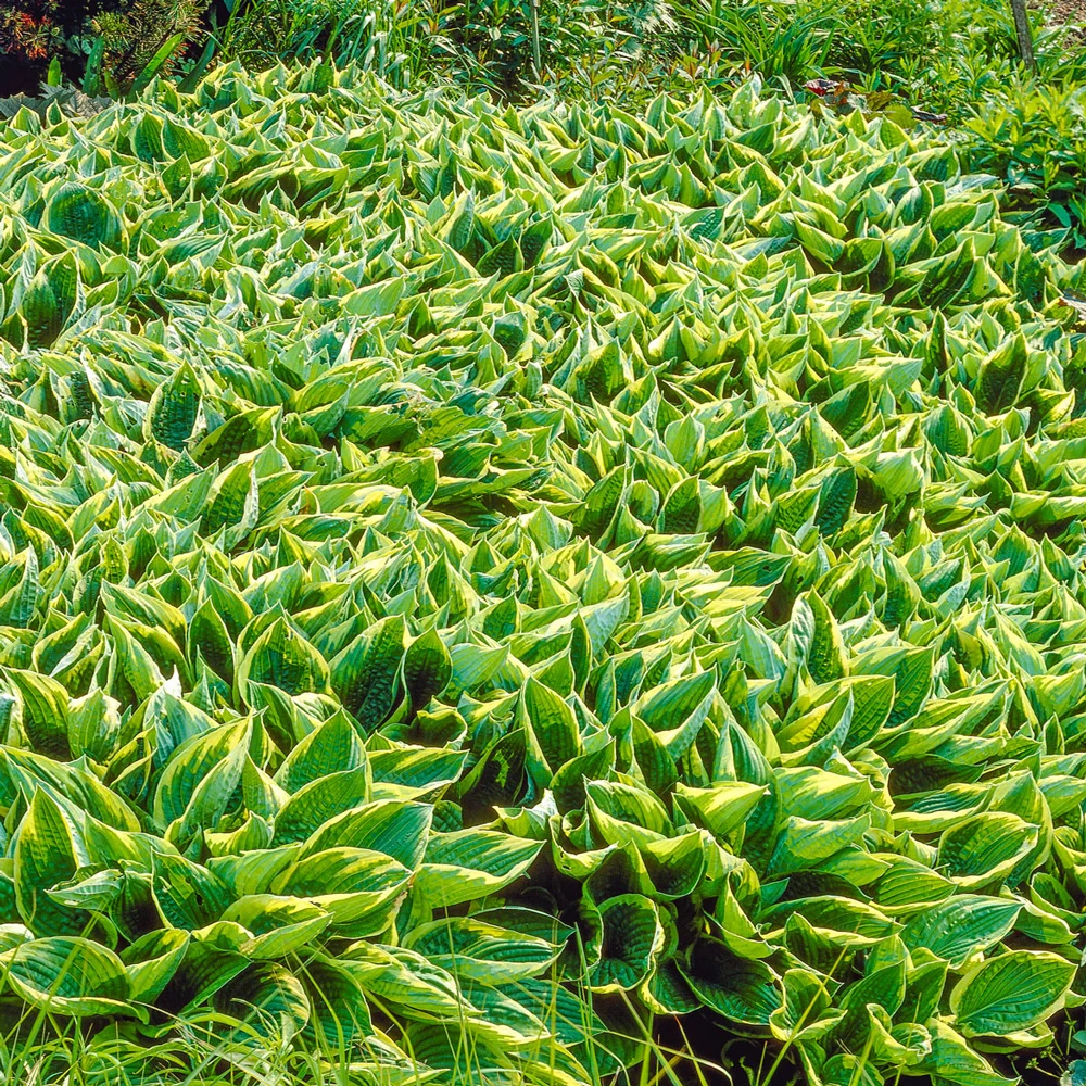 Hosta Aureo Marginata