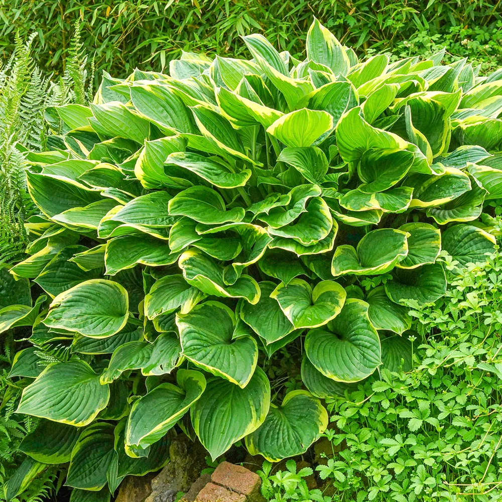 Hosta Aureo Marginata - Image 2