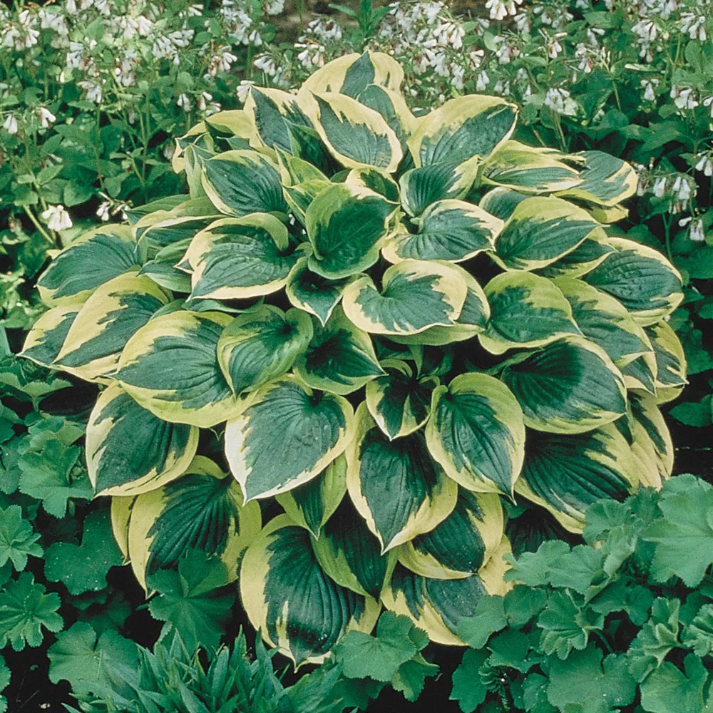 Hosta Aureo Marginata - Image 3