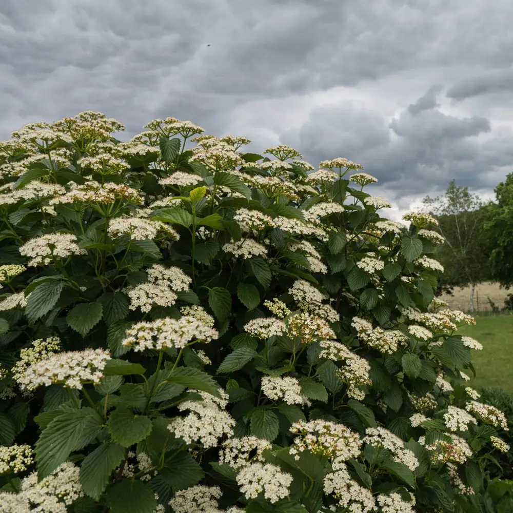 Autumn Jazz Viburnum Hedge
