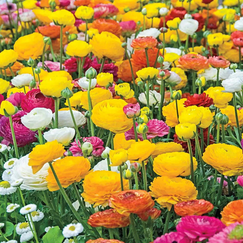 Aviv Ranunculus Mixed Colors - Image 2