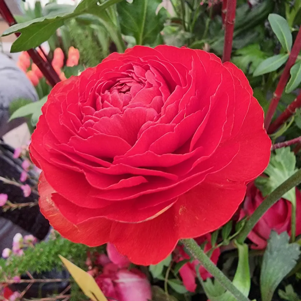 Aviv Ranunculus Red - Image 2