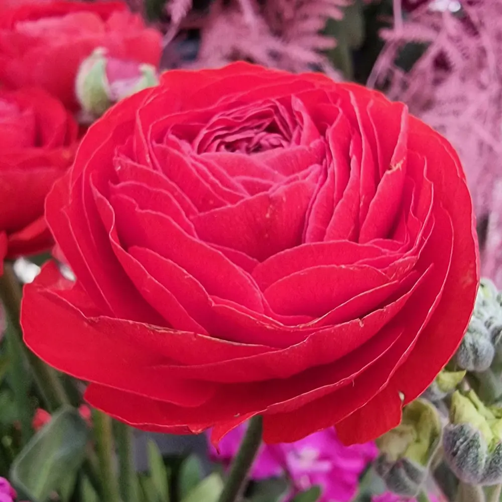 Aviv Ranunculus Red - Image 3