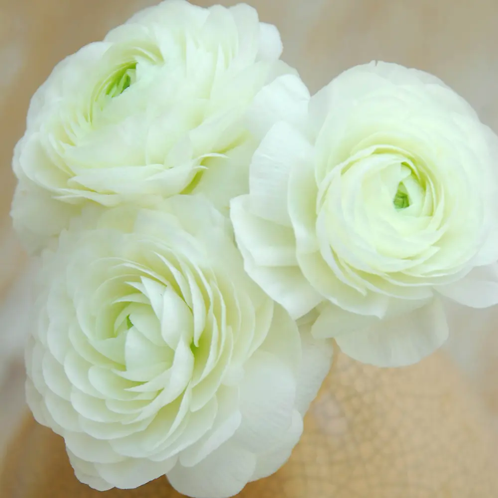 Aviv Ranunculus White - Image 5