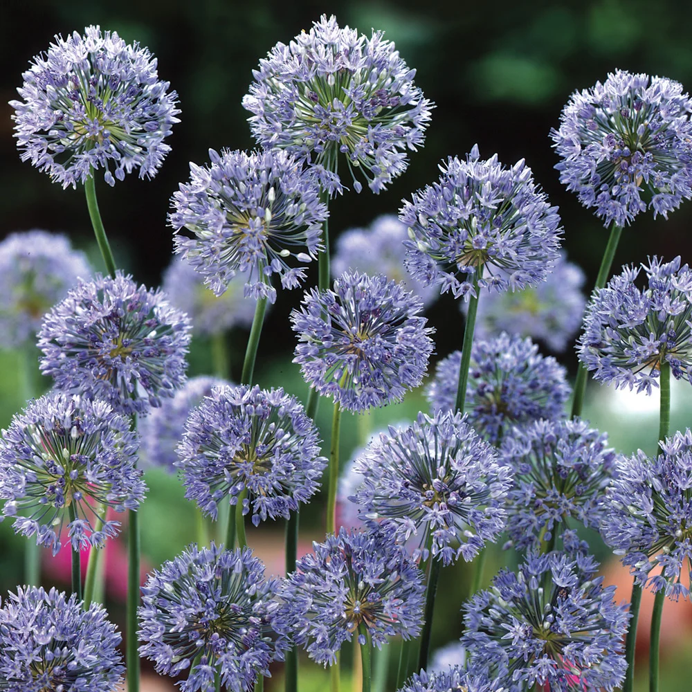 Allium caeruleum (azureum) - Image 4