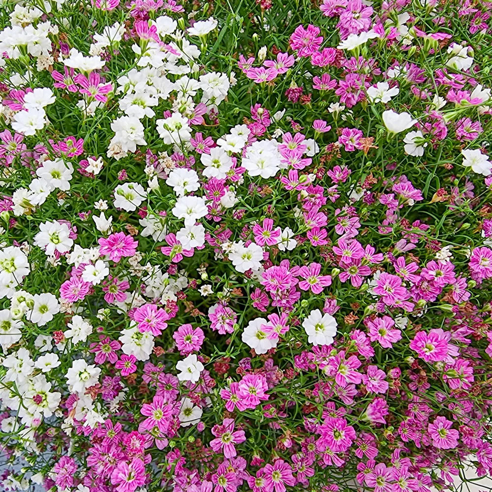 Baby's Breath Duet - Image 2