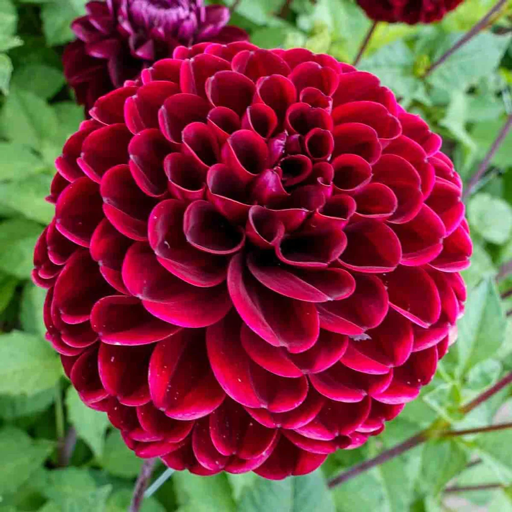 Ball Dahlia Dark Spirit - Image 2