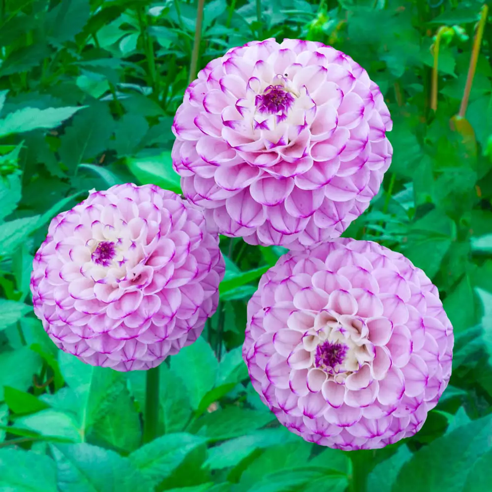 Ball Dahlia Genova - Image 3