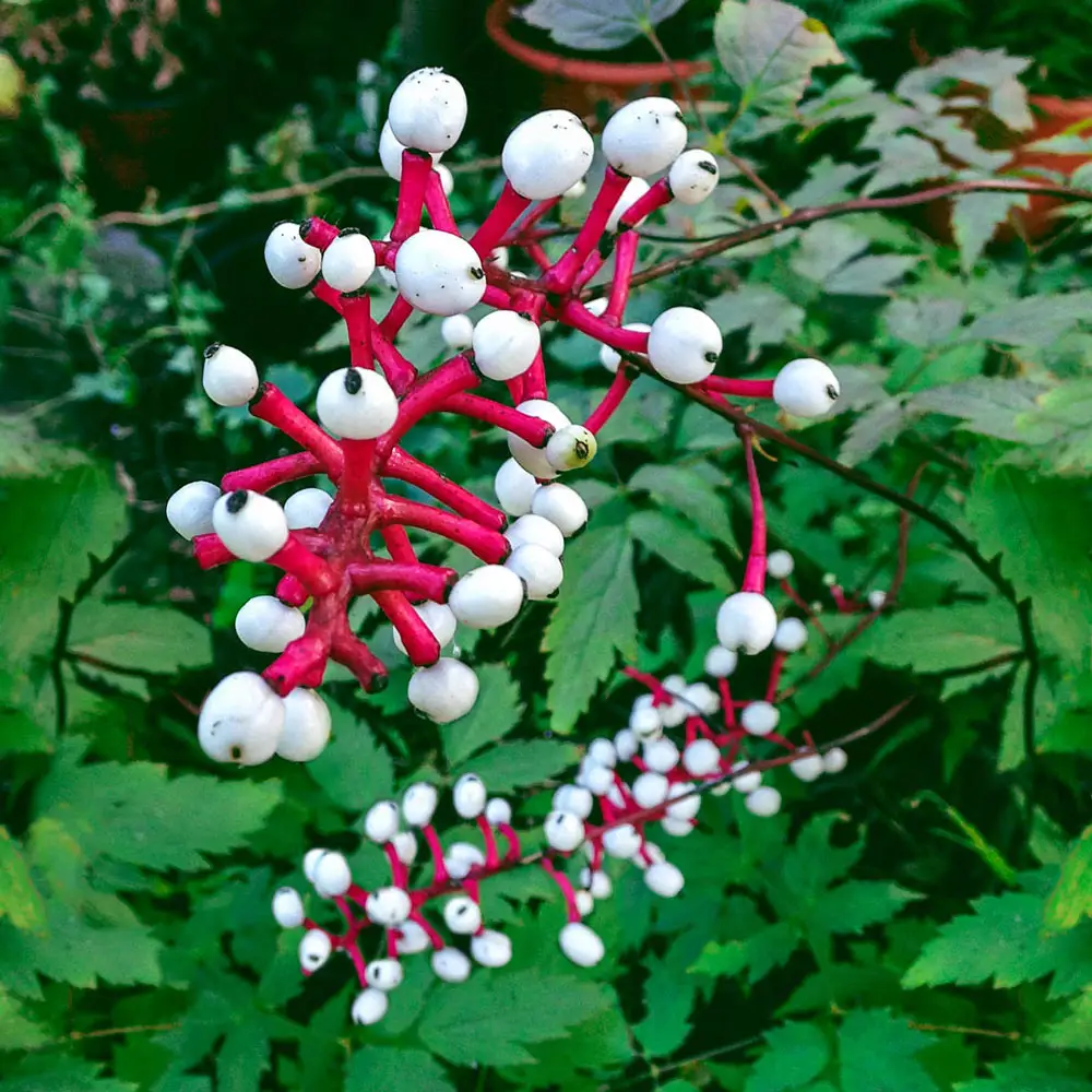 Baneberry Misty Blue - Image 2