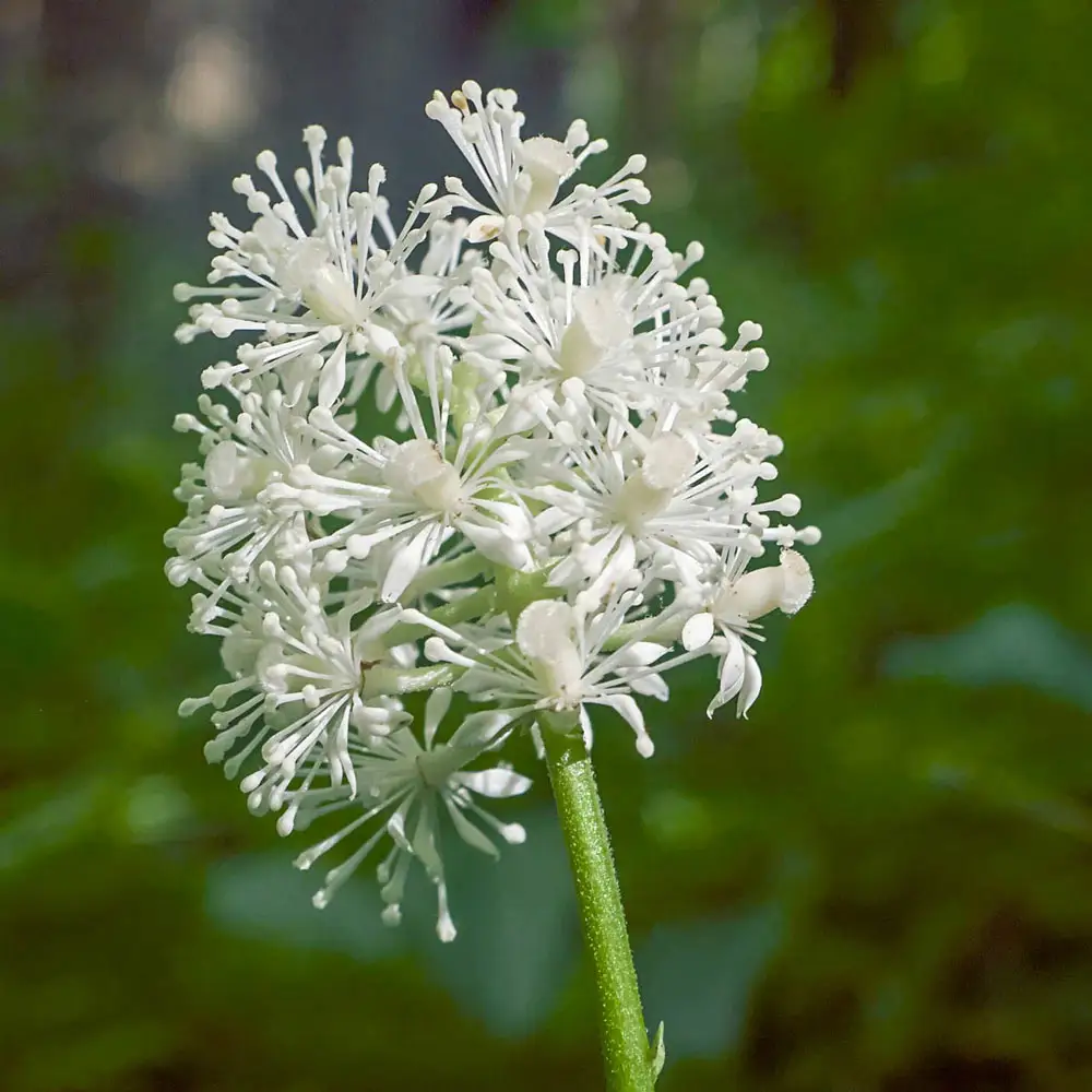 Baneberry Misty Blue - Image 3