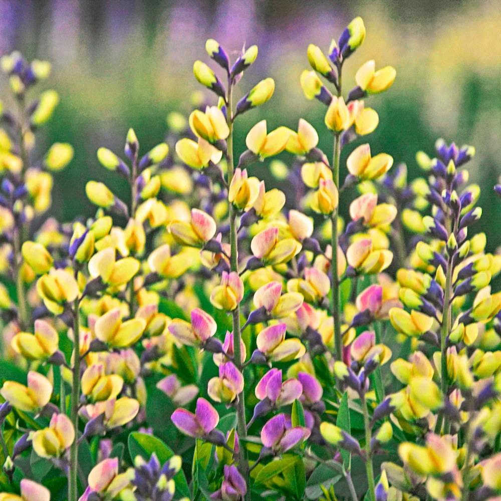 Baptisia Pink Lemonade (False Indigo) - Image 3
