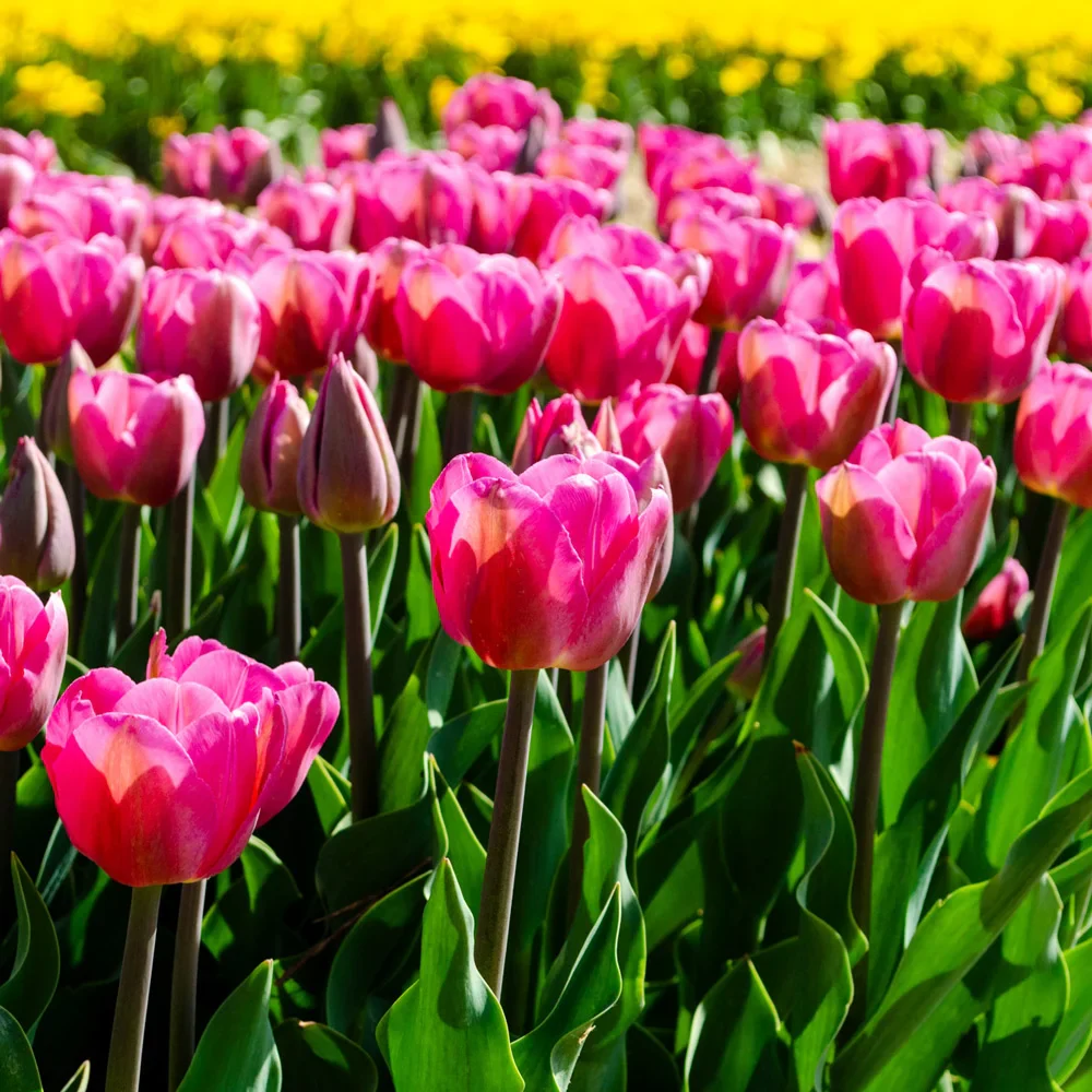 Triumph Tulip Barcelona - Image 4