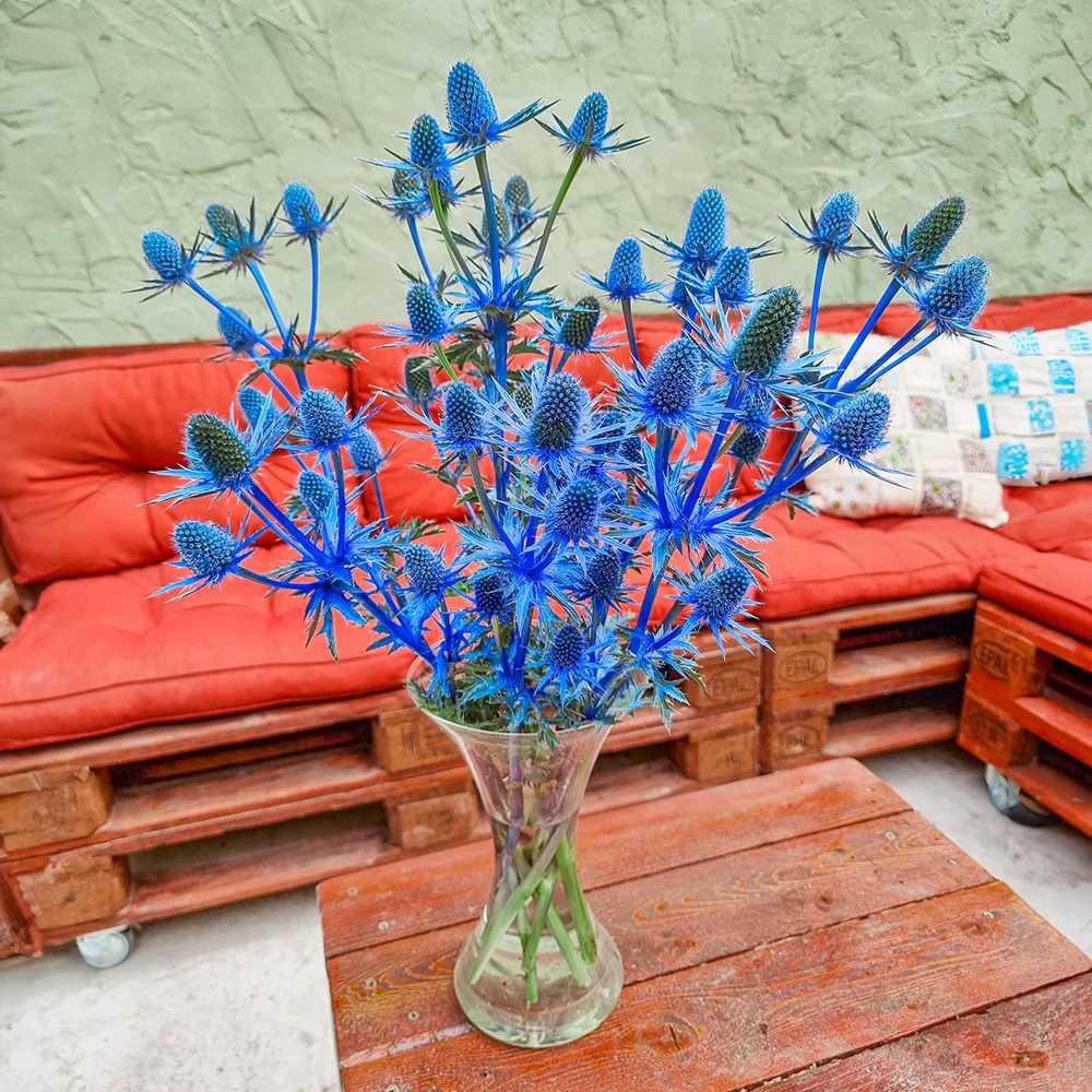 Beachside Blue Sea Holly - Image 3