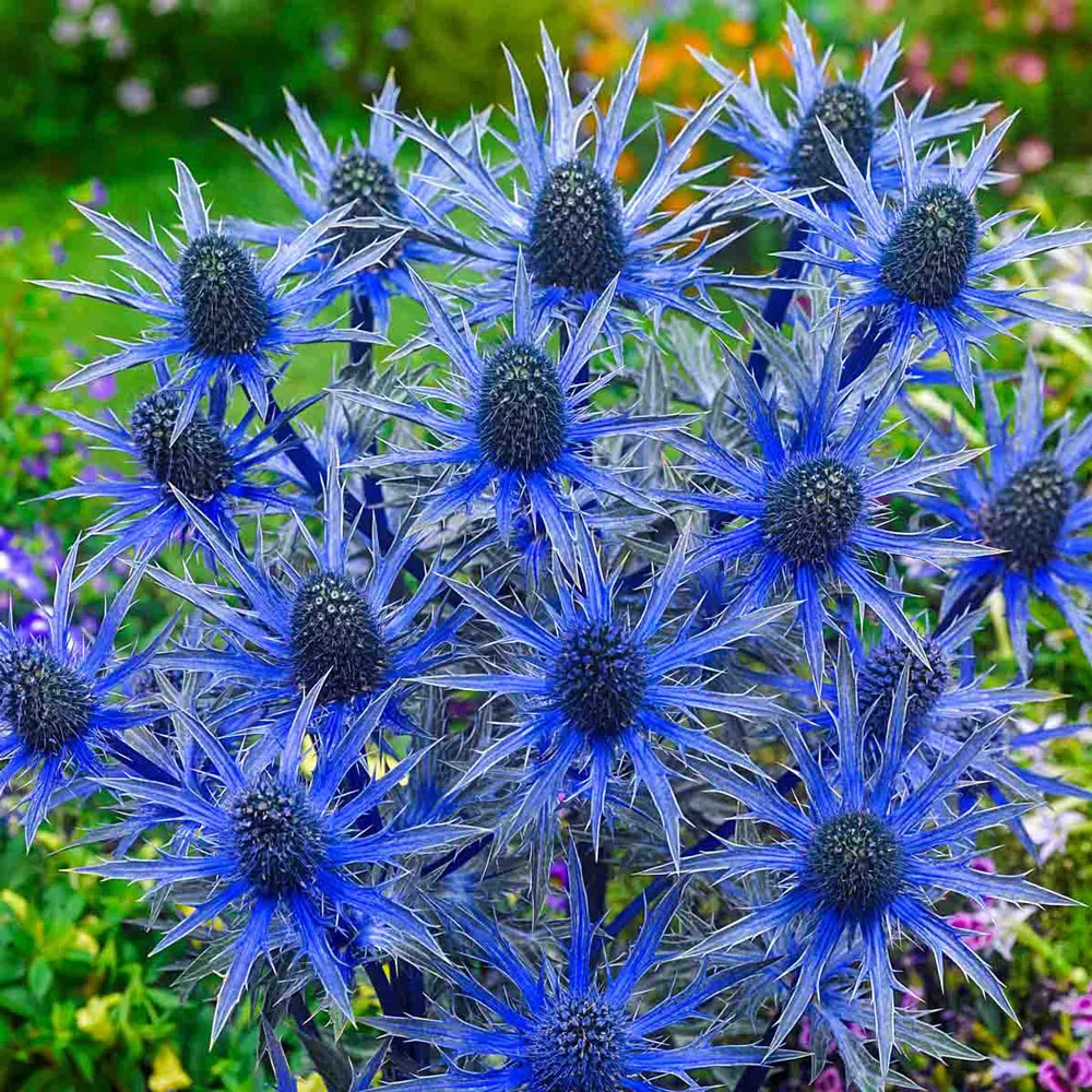 Beachside Blue Sea Holly - Image 4