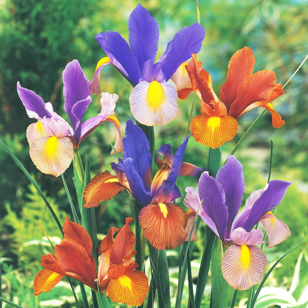 Dutch Iris Beauty Mix - Image 3