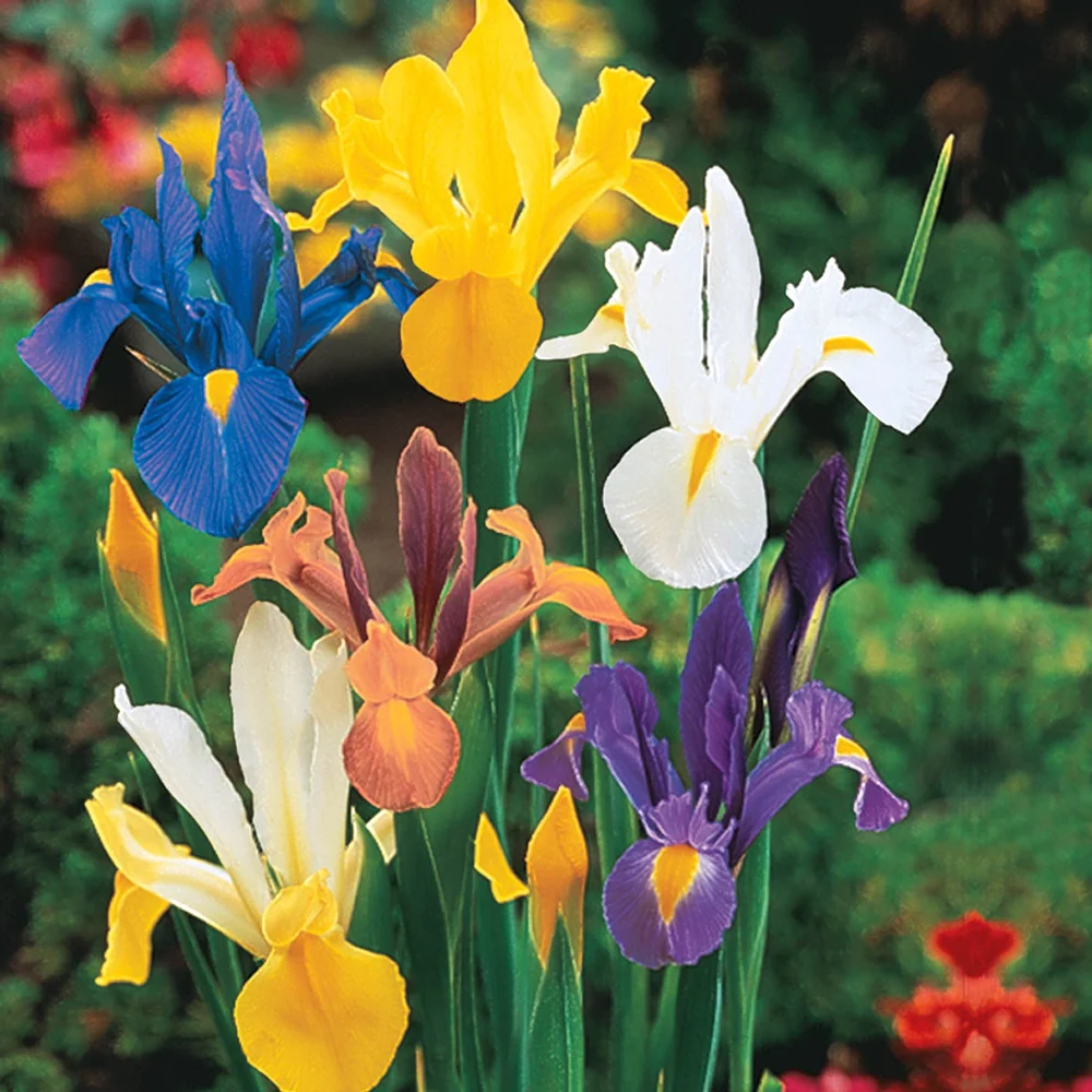 Dutch Iris Beauty Mix - Image 4