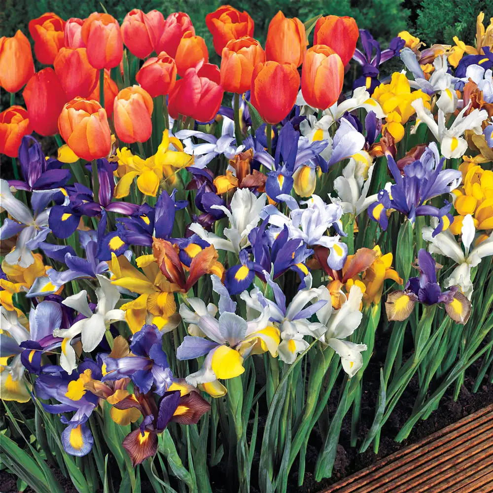 Dutch Iris Beauty Mix - Image 5