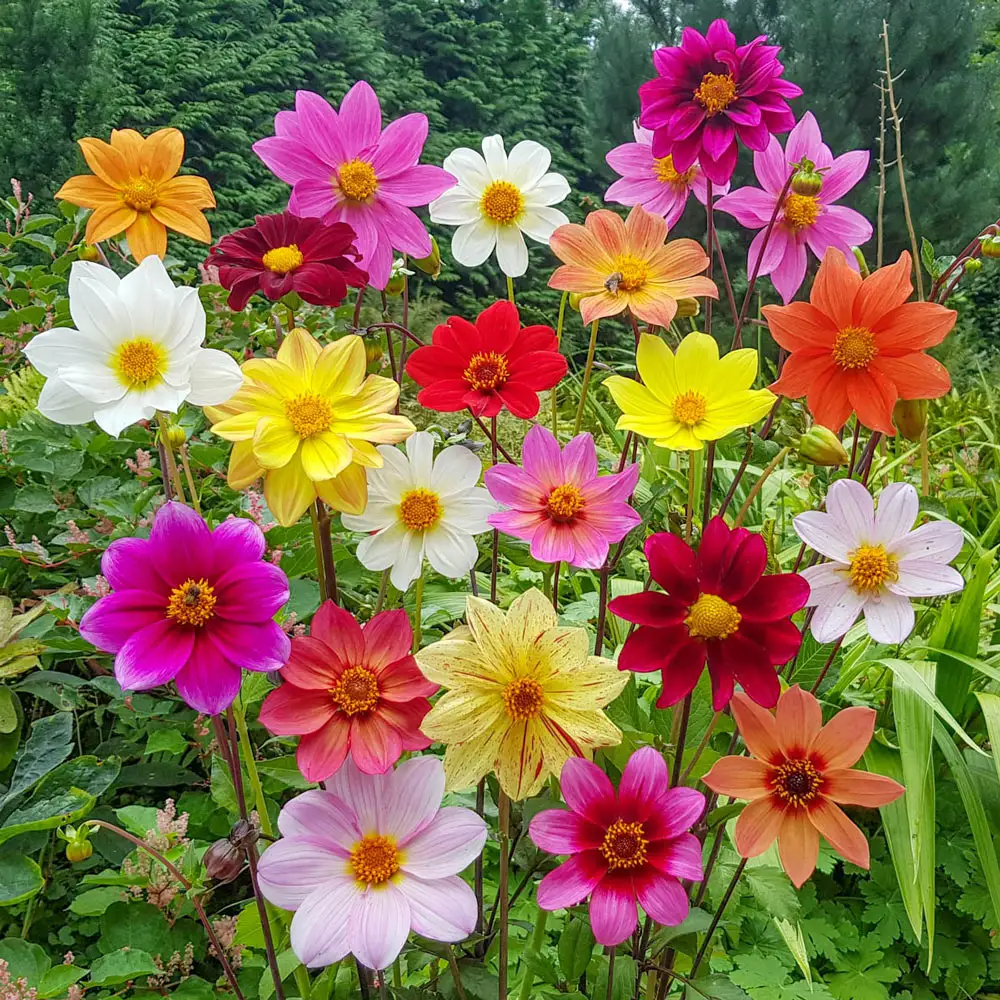 Bee-Friendly Single-Flowered Dahlia Mix