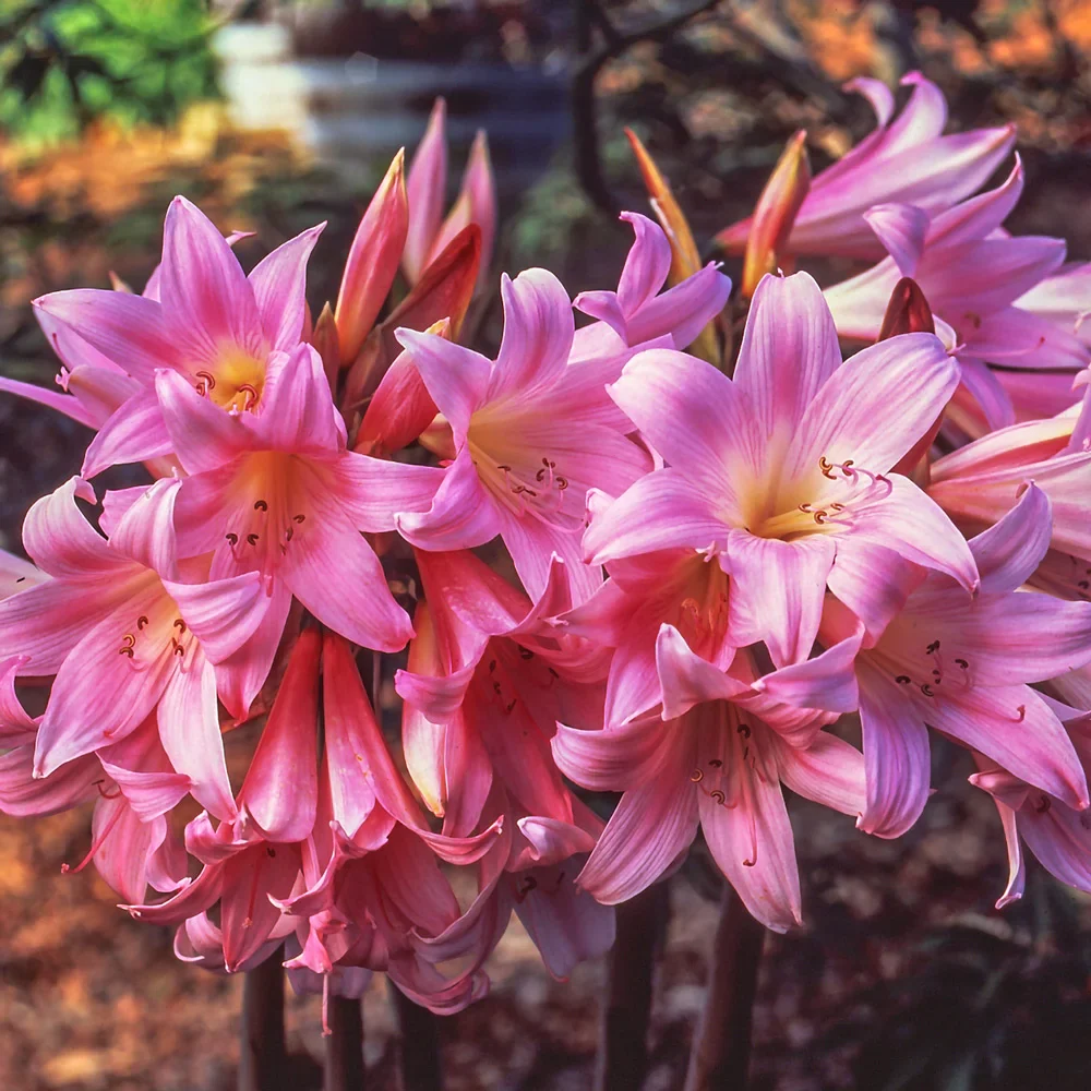 Amaryllis belladonna - Image 2
