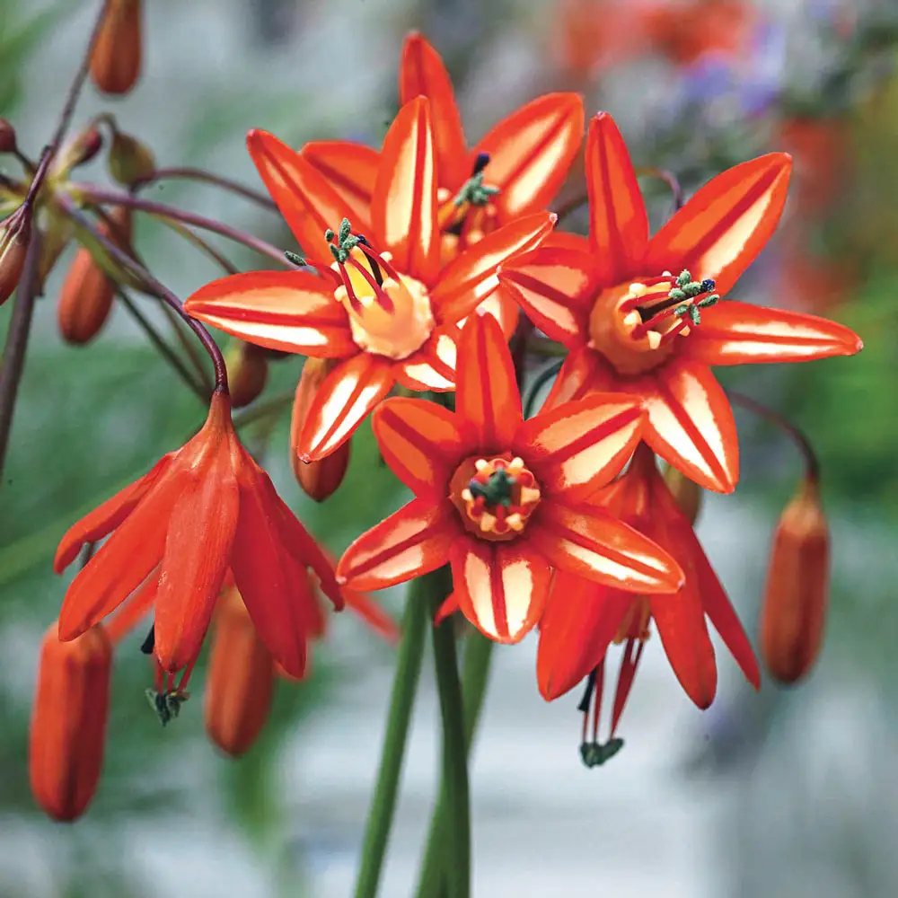 Coral Drops