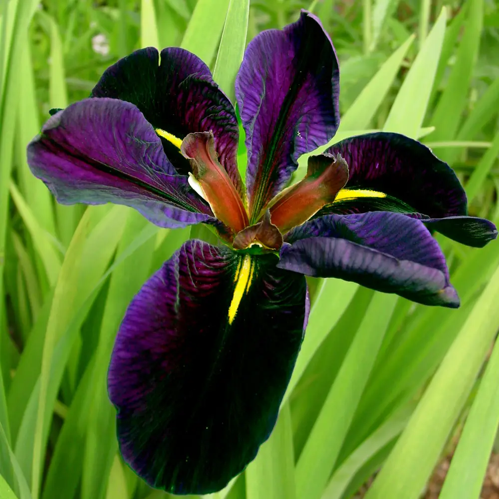 Louisiana Iris Black Gamecock - Image 3