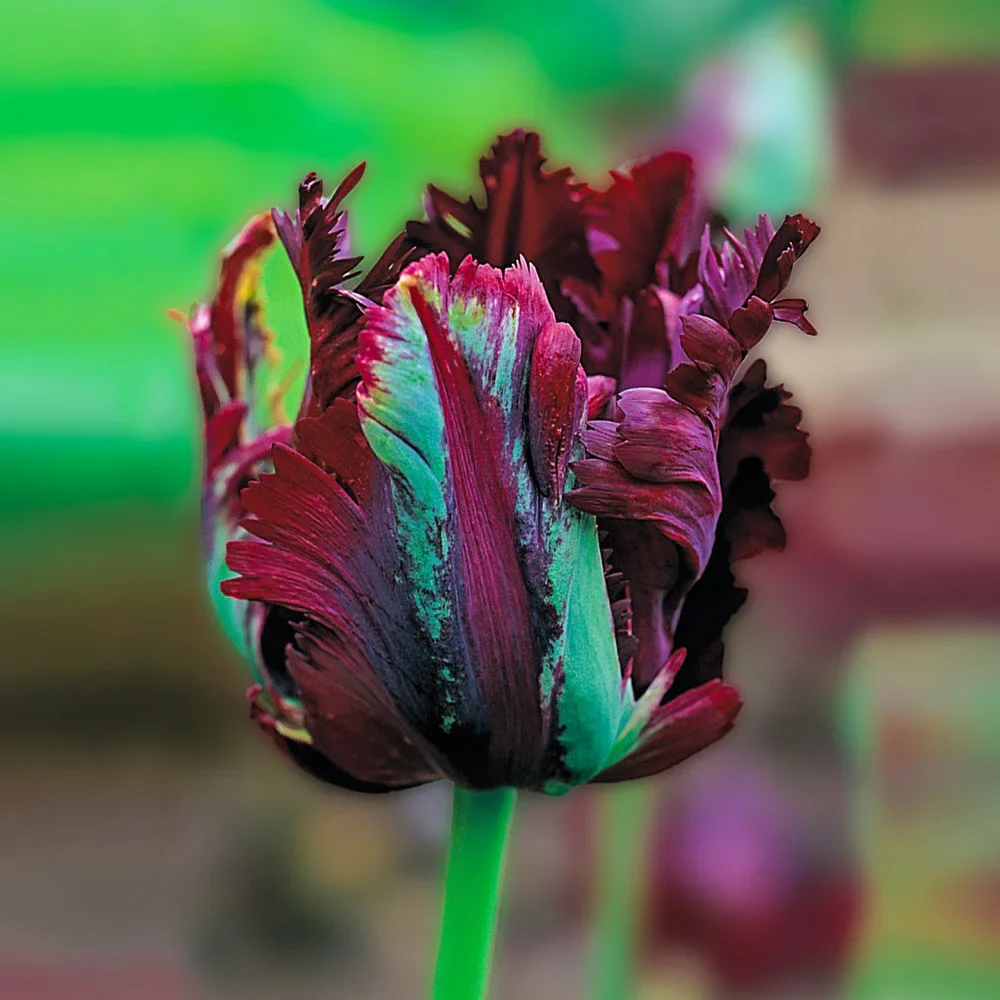 Parrot Tulip Black Parrot