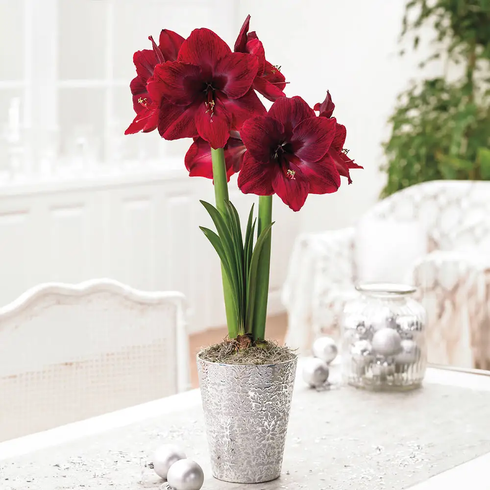 Amaryllis Black Pearl - Image 3