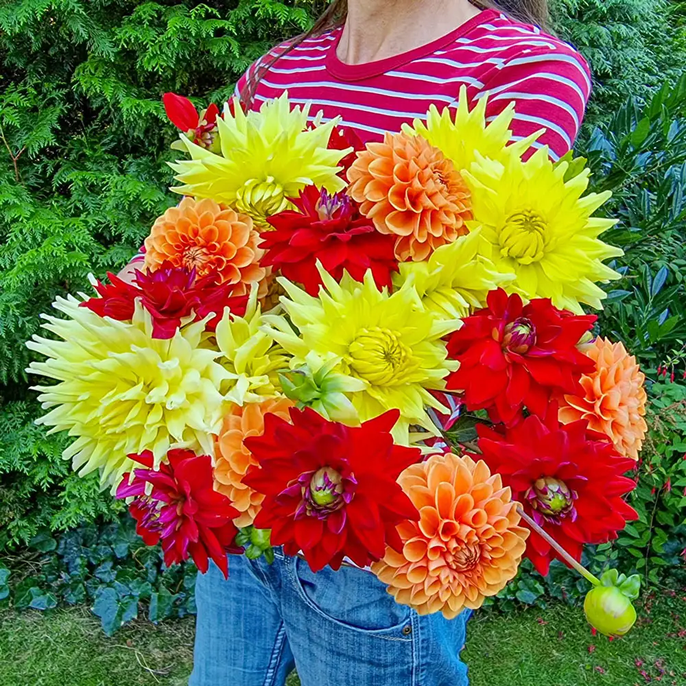 Blaze of Glory Dahlia Mix