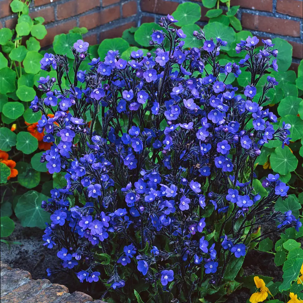 Blue Bugloss Loddon Royalist - Image 2