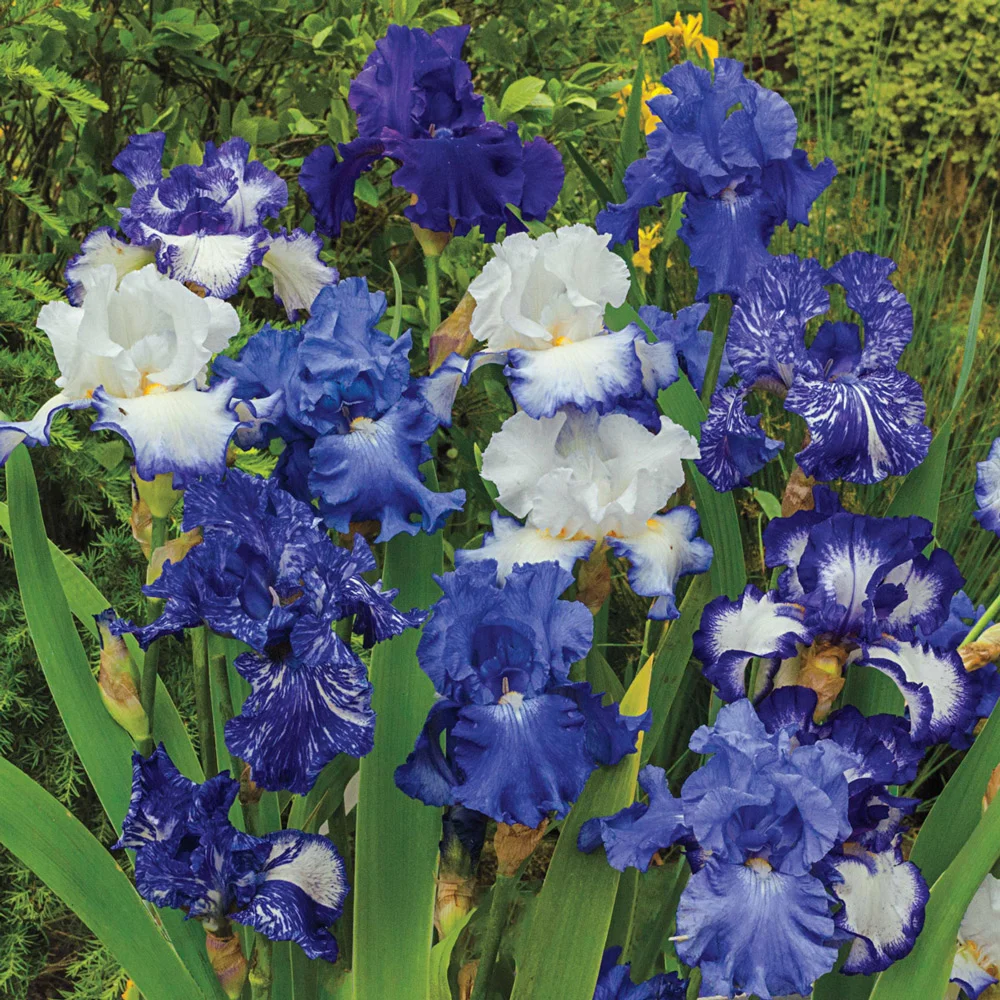 Blue German Iris Mix