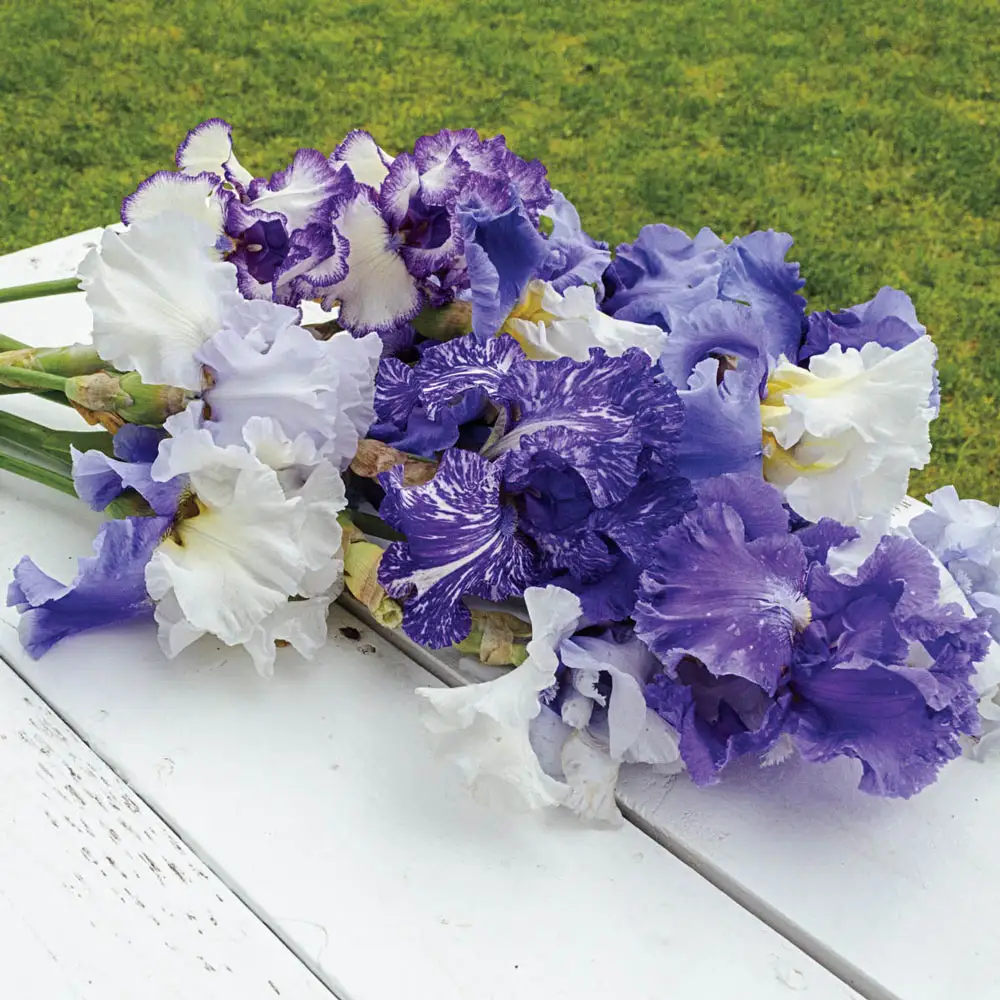 Blue German Iris Mix - Image 3