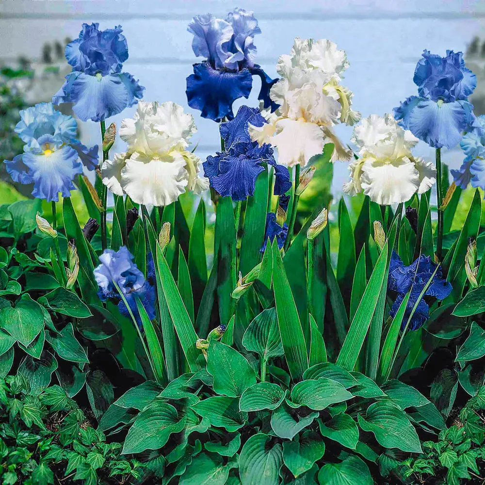 Blue German Iris Mix - Image 4