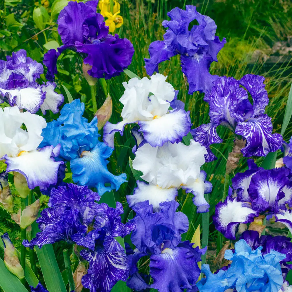 Blue German Iris Mix - Image 5