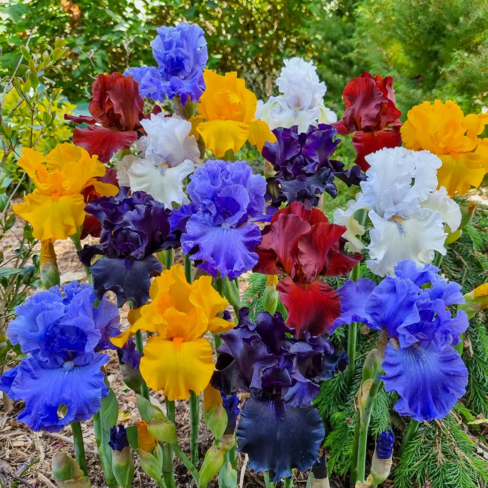 Bold Colors German Iris Mix