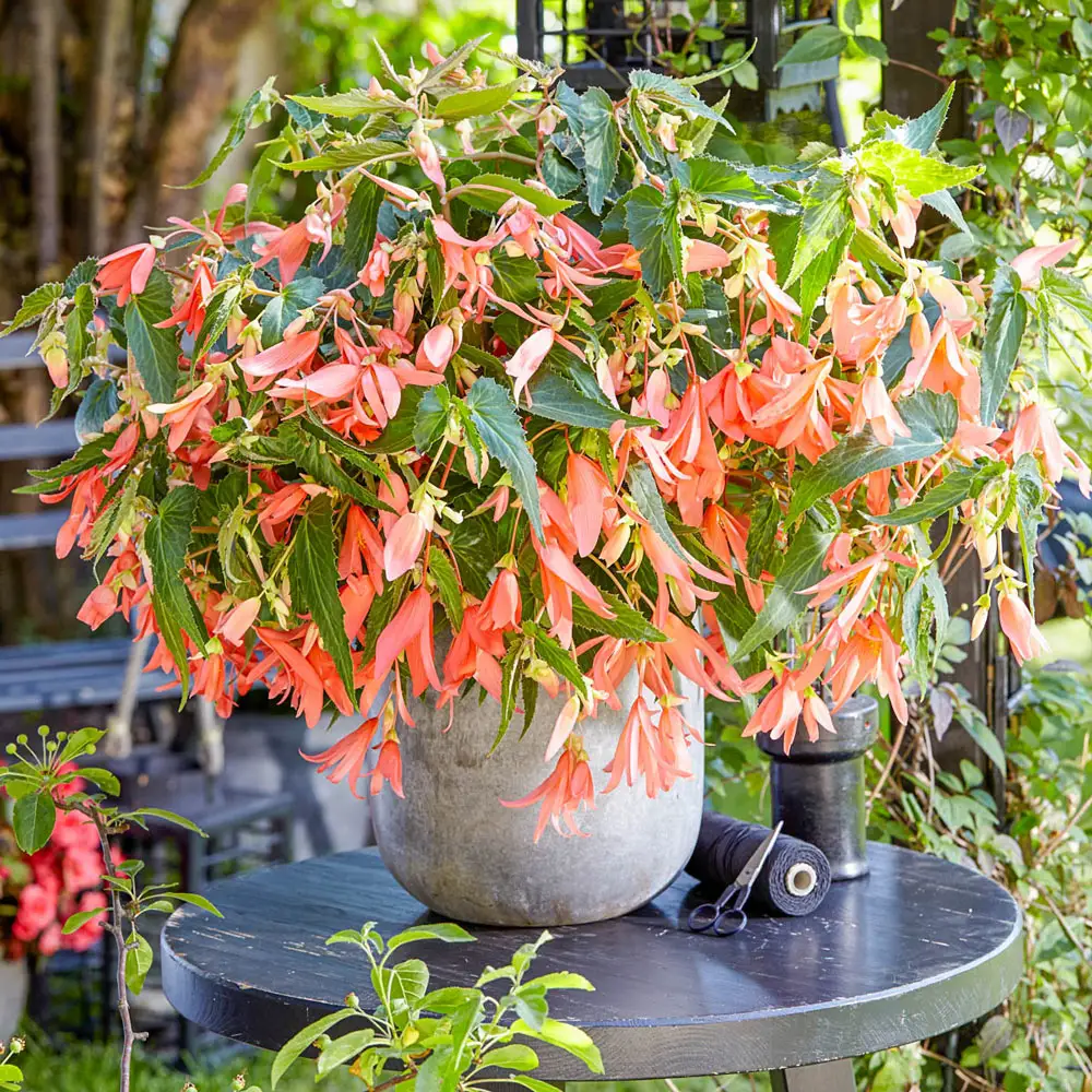 Boliviensis Begonia San Francisco