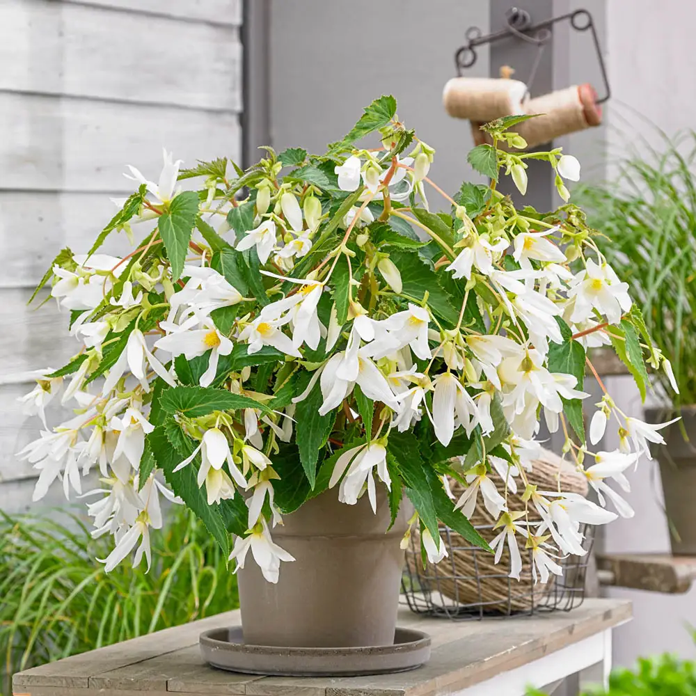 Boliviensis Begonia Santa Barbara
