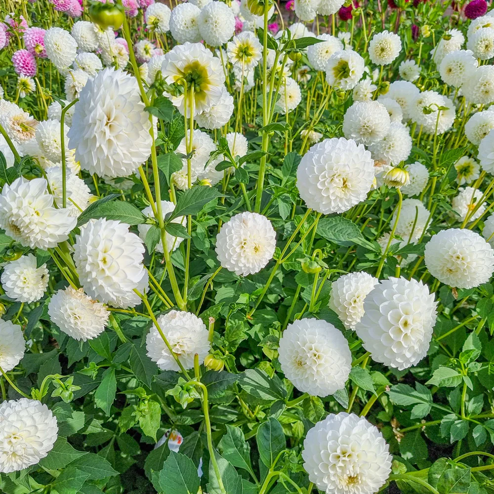 Giant Ball Dahlia Boom Boom White - Image 3