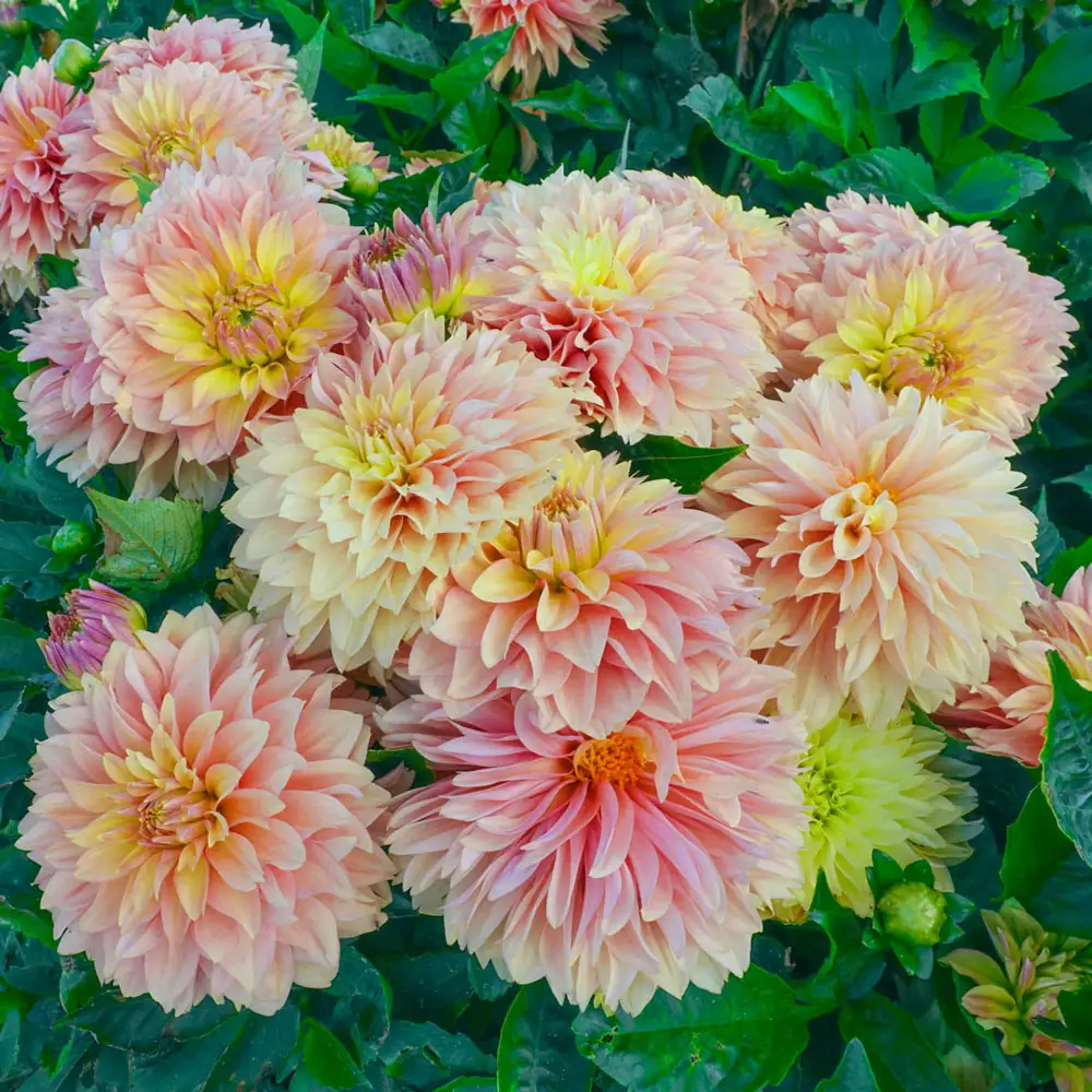 Border Decorative Dahlia Garden Desire