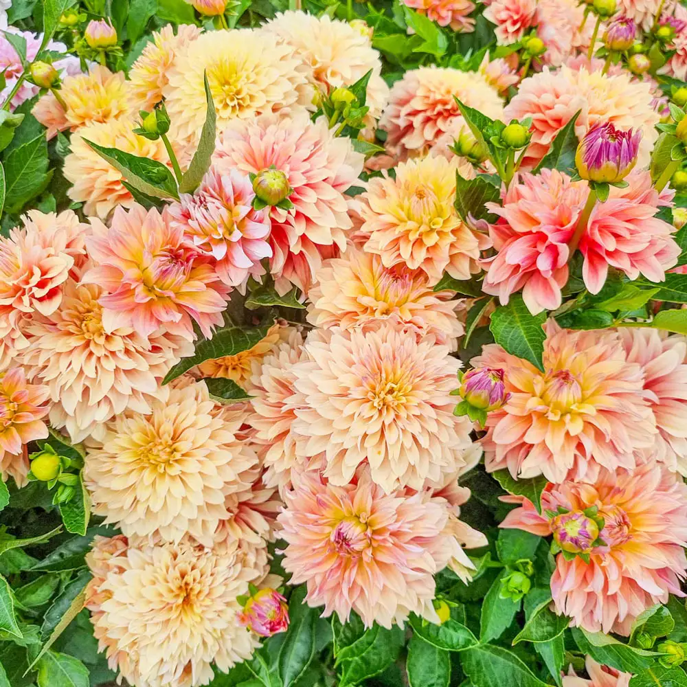 Border Decorative Dahlia Garden Desire - Image 2