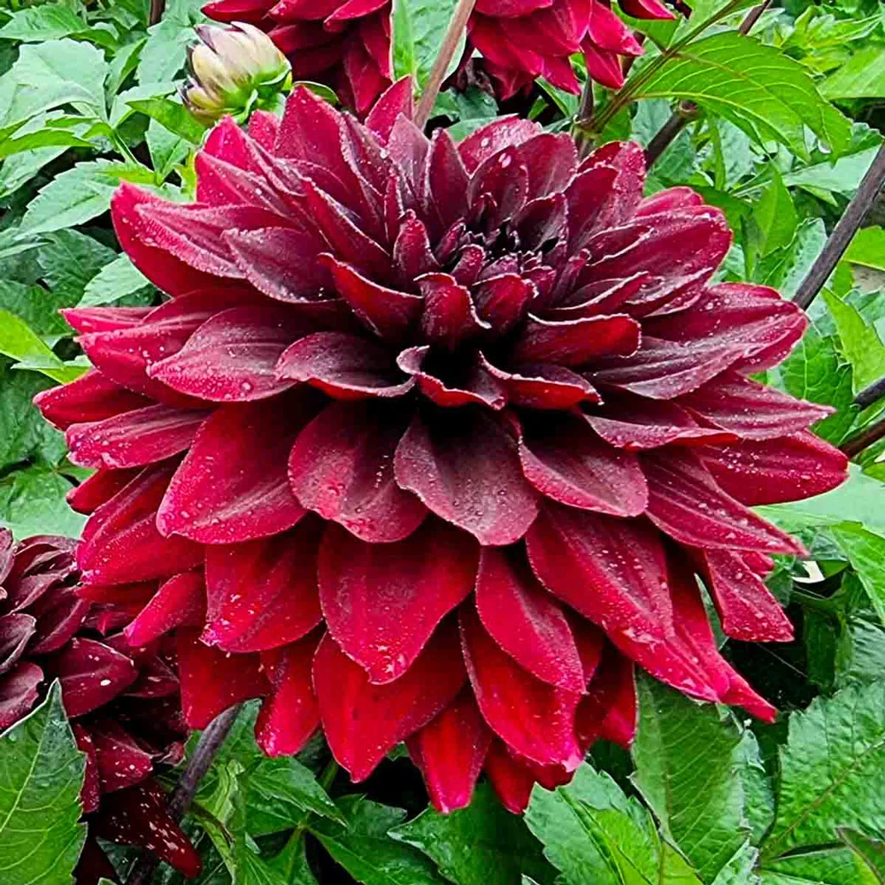 Border Decorative Dahlia Go Go Black - Image 2