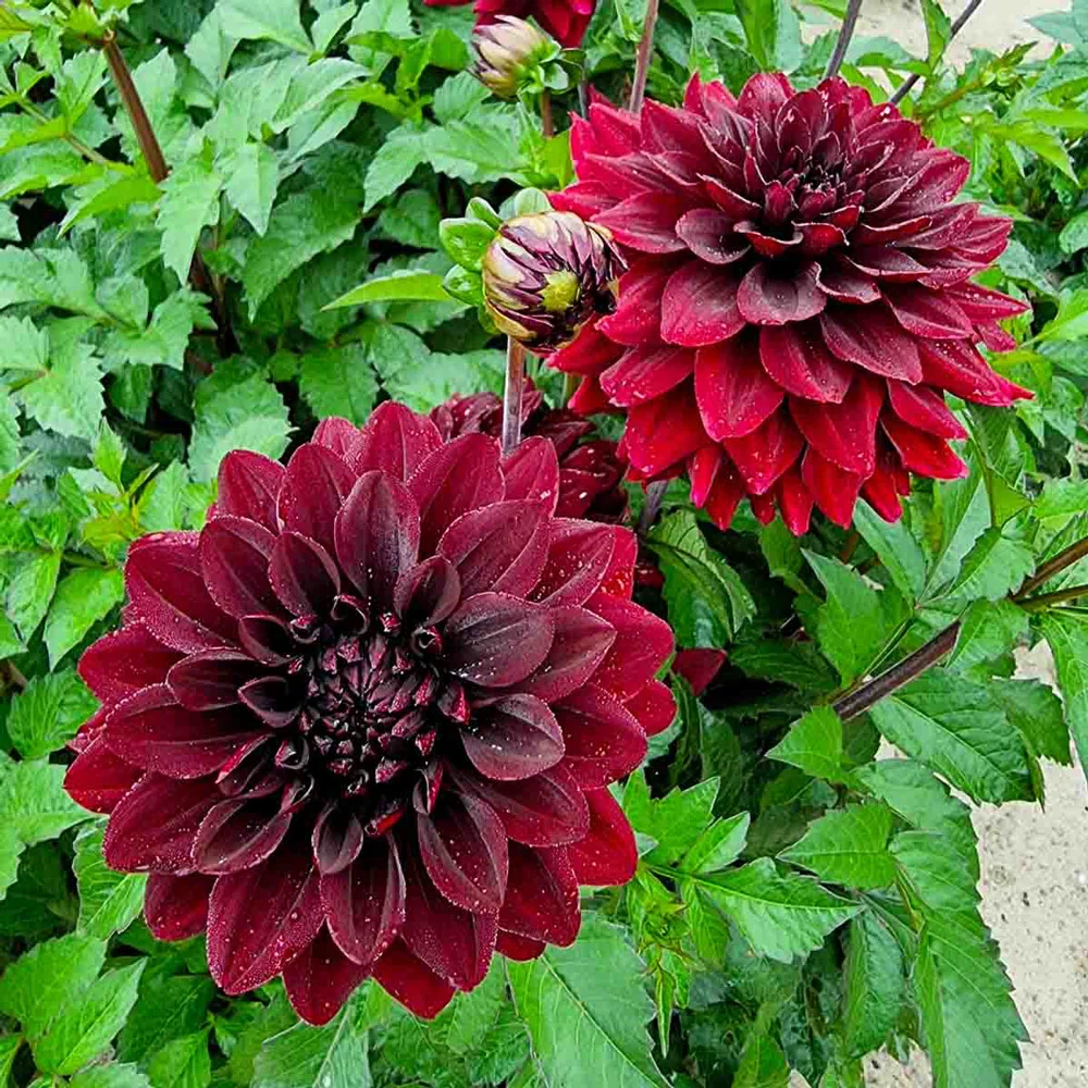 Border Decorative Dahlia Go Go Black - Image 3