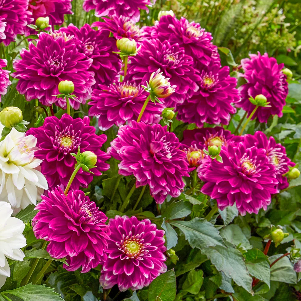 Border Decorative Dahlia Go Go Purple