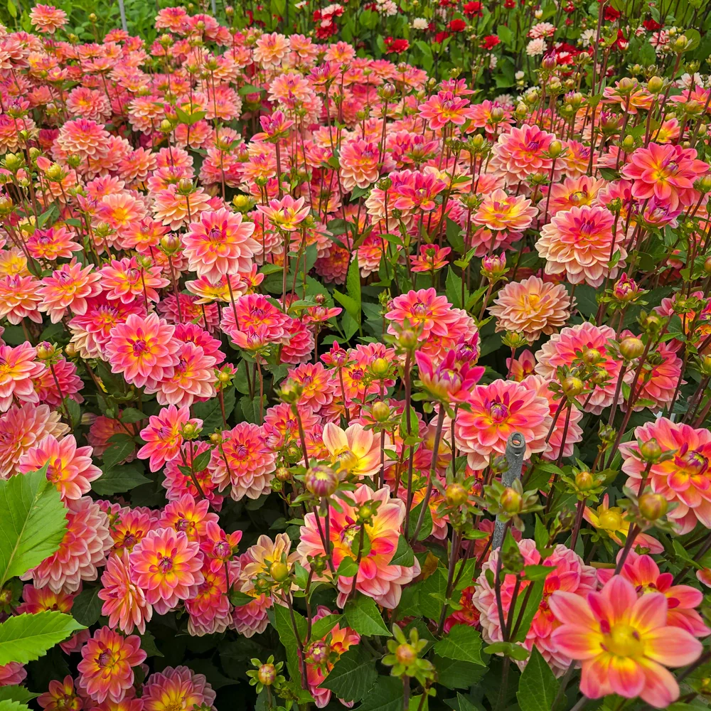 Border Decorative Dahlia Pacific View - Image 4