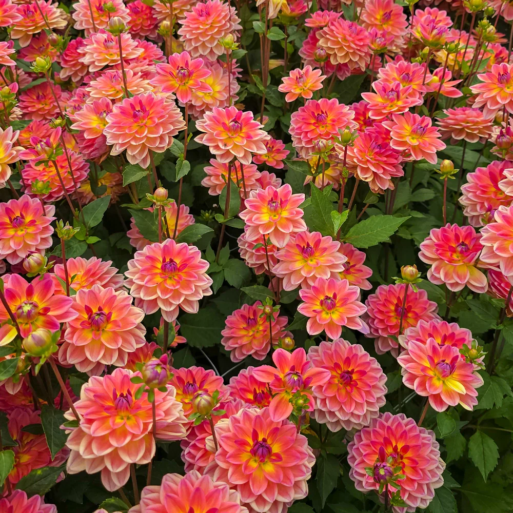 Border Decorative Dahlia Pacific View - Image 5