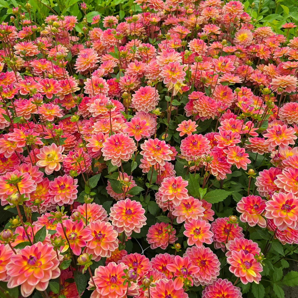 Border Decorative Dahlia Pacific View - Image 6