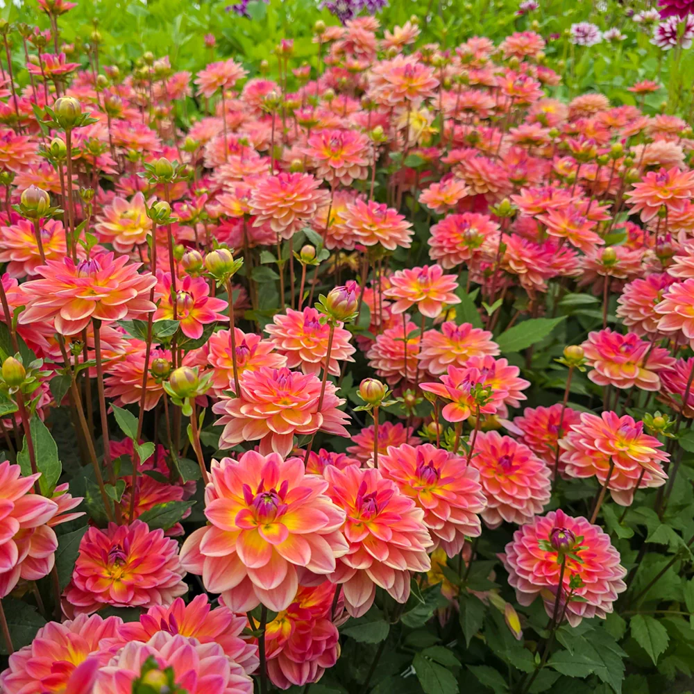 Border Decorative Dahlia Pacific View - Image 7