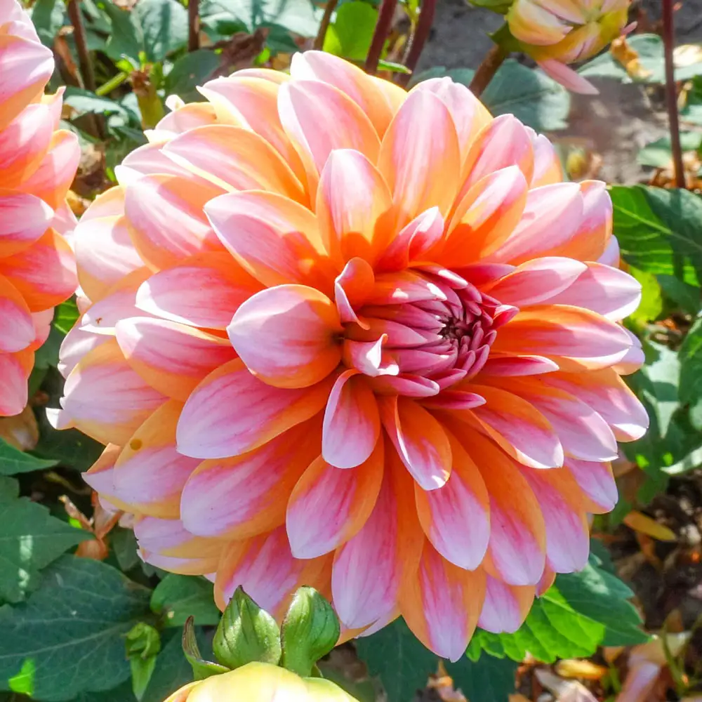 Border Decorative Dahlia Peaches and Vanilla - Image 2