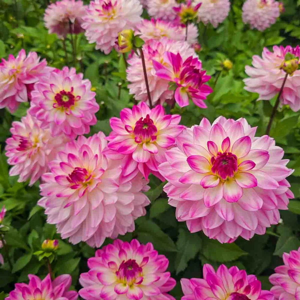 Border Decorative Dahlia Sincerity - Image 3
