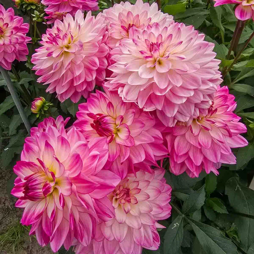 Border Decorative Dahlia Sincerity - Image 4