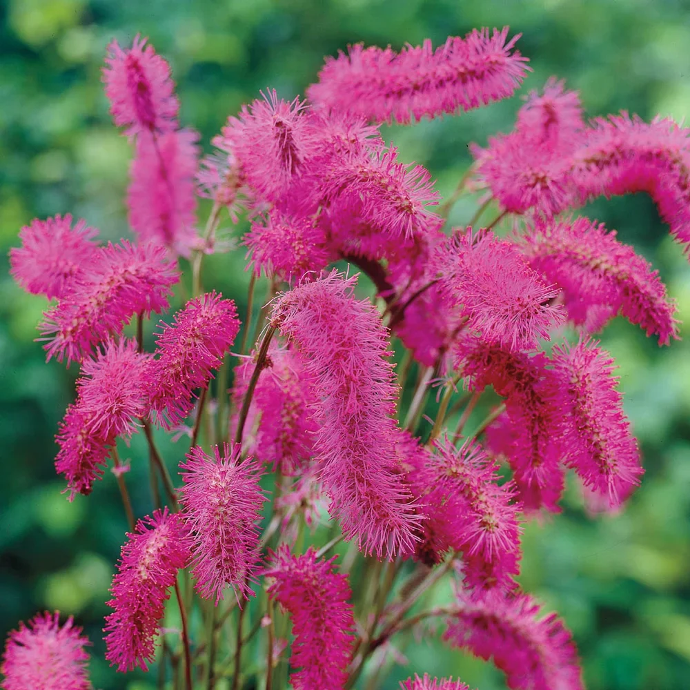 Bottlebrush Plant (Sanguisorba obtusa)